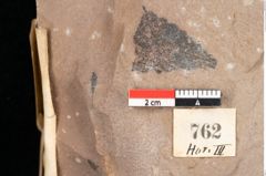 Foto (Detailsansicht) von Quercus palaeoilex Ettingshausen (NHMW-GEO-2024-0188-0762)